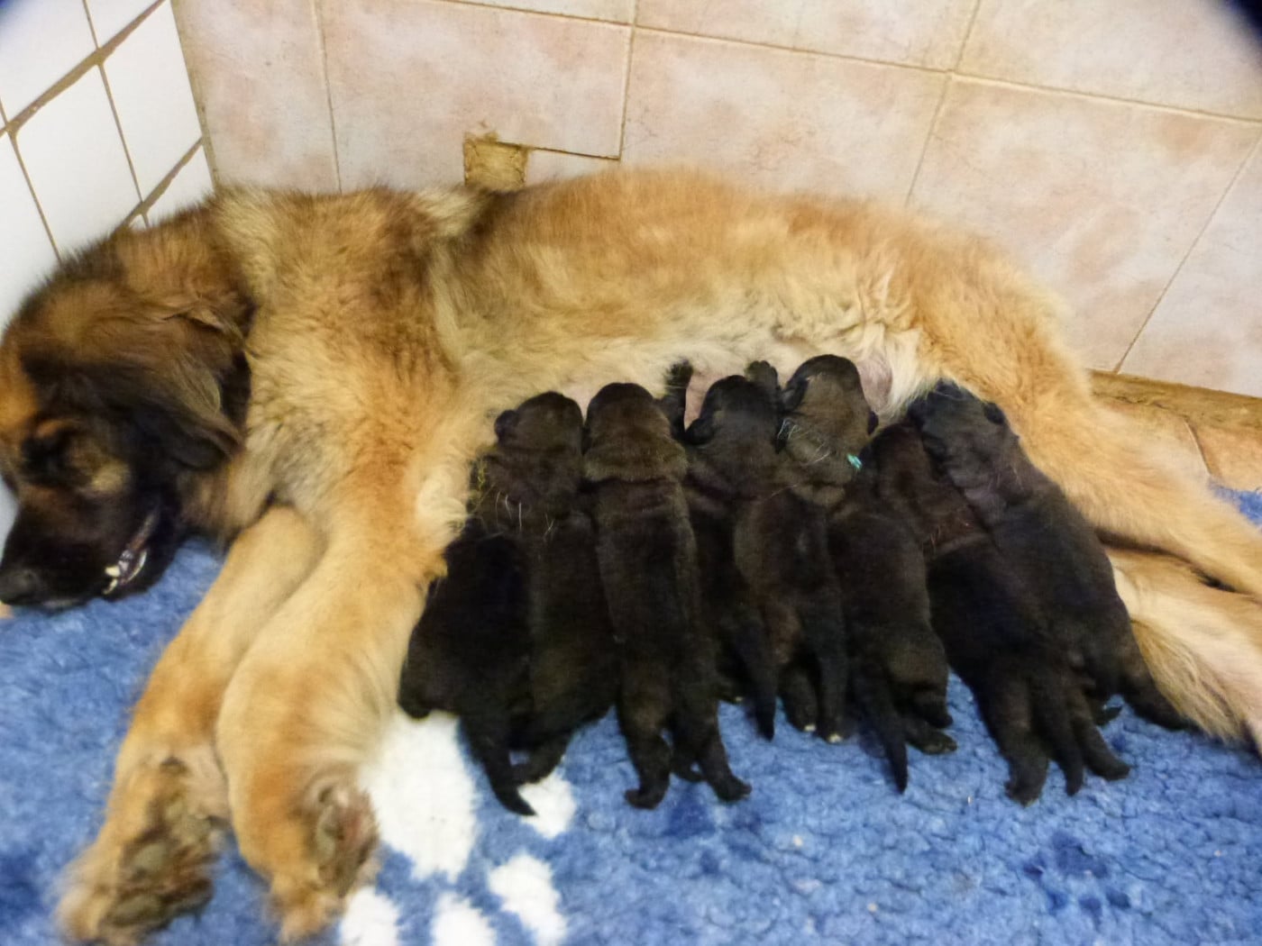 Leonberger - de la ligne bleue