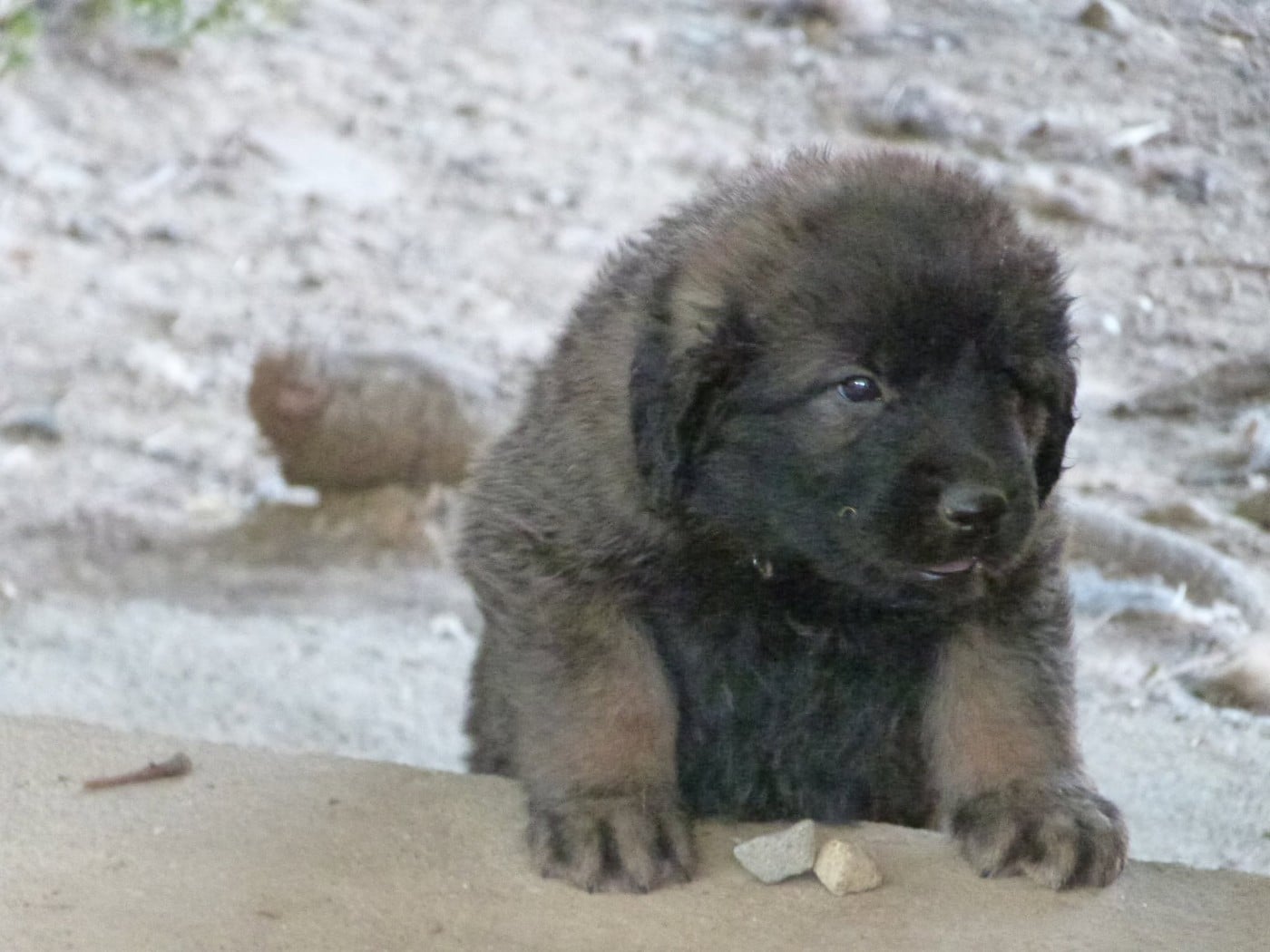 BOSTON - Leonberger