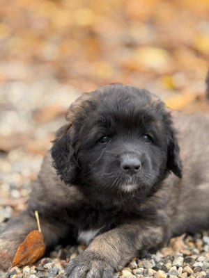 Les chiots de Leonberger