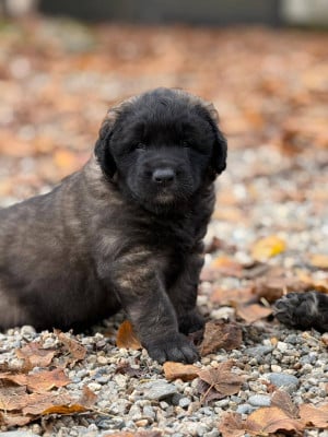Les chiots de Leonberger