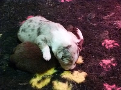 Les chiots de Berger Australien