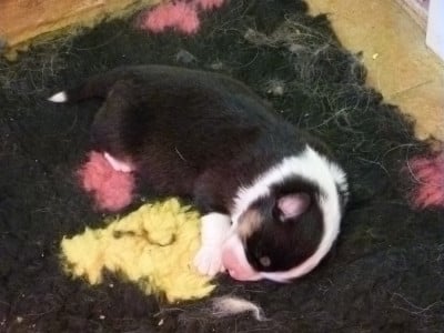 Les chiots de Berger Australien