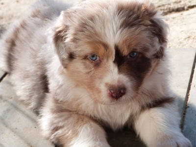 Les chiots de Berger Australien