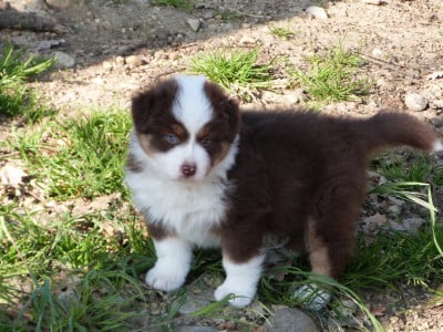 Les chiots de Berger Australien