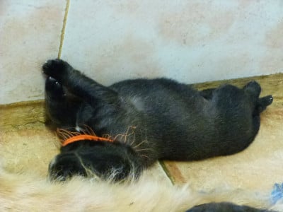 Les chiots de Leonberger