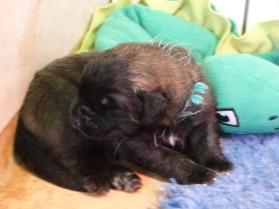 Les chiots de Leonberger