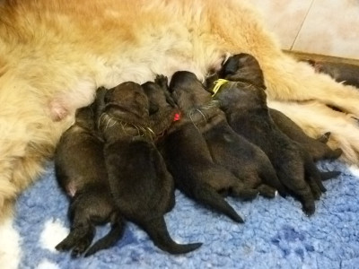 Les chiots de Leonberger