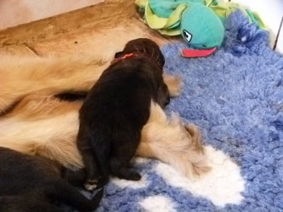 Les chiots de Leonberger