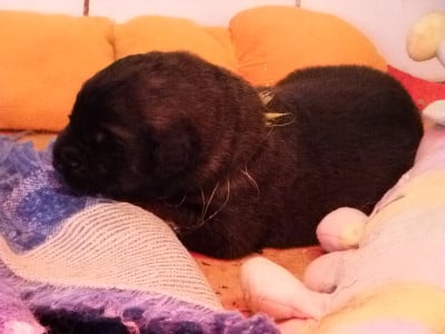Les chiots de Leonberger