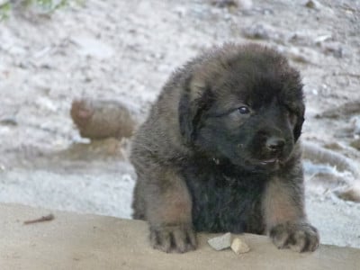 Les chiots de Leonberger