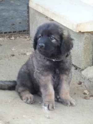 Les chiots de Leonberger