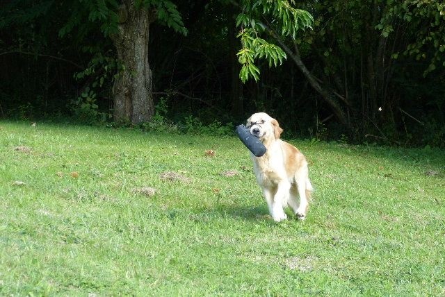 Publication : des Rives de la Bidouze Auteur : FILATREAU