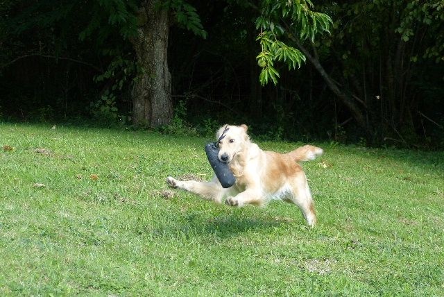 Publication : des Rives de la Bidouze Auteur : FILATREAU