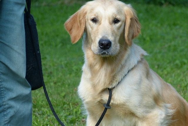 Publication : des Rives de la Bidouze Auteur : FILATREAU