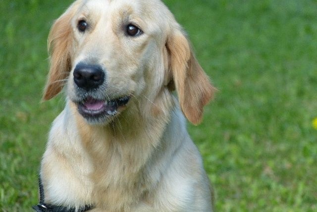 Publication : des Rives de la Bidouze Auteur : FILATREAU