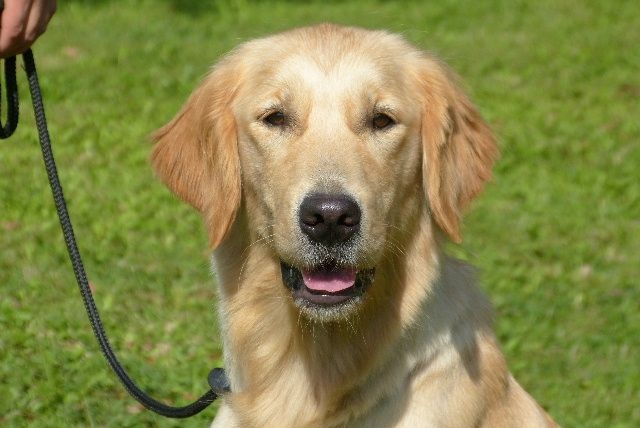 Publication : des Rives de la Bidouze Auteur : FILATREAU