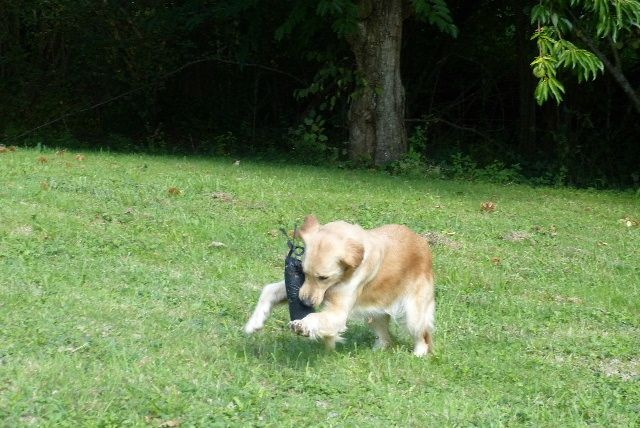 Publication : des Rives de la Bidouze Auteur : FILATREAU