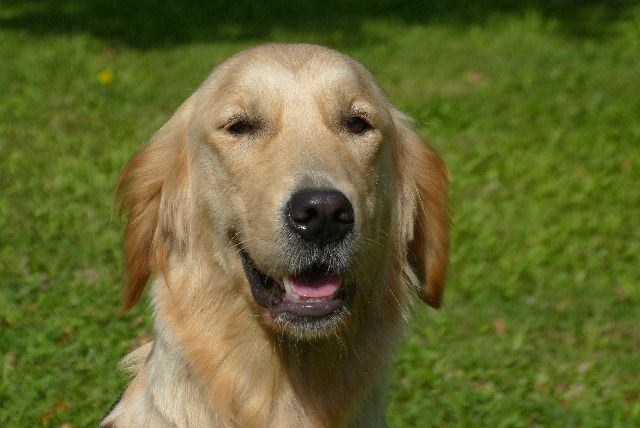 Publication : des Rives de la Bidouze Auteur : FILATREAU