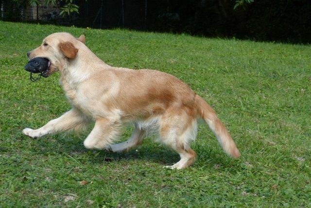 Publication : des Rives de la Bidouze Auteur : FILATREAU