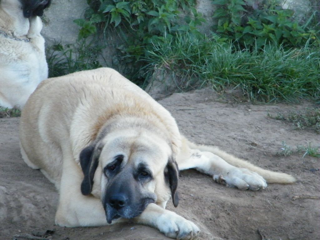 Publication : du Bonnie Blue Flag