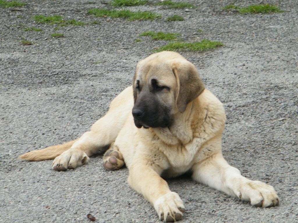 Publication : du Bonnie Blue Flag