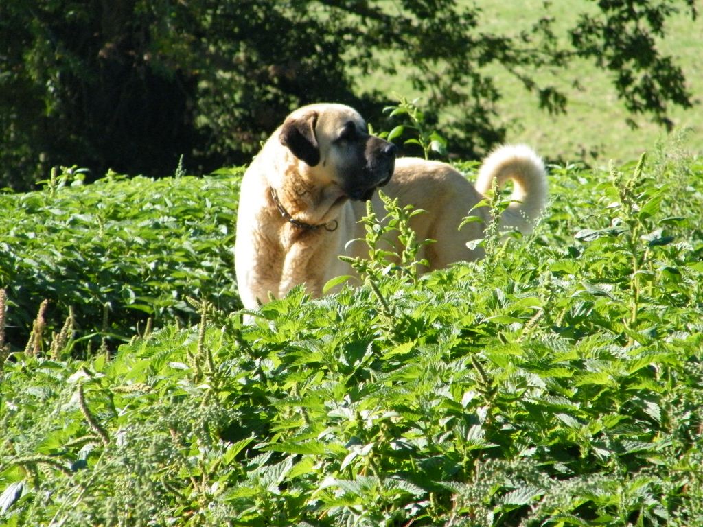 Publication : du Bonnie Blue Flag