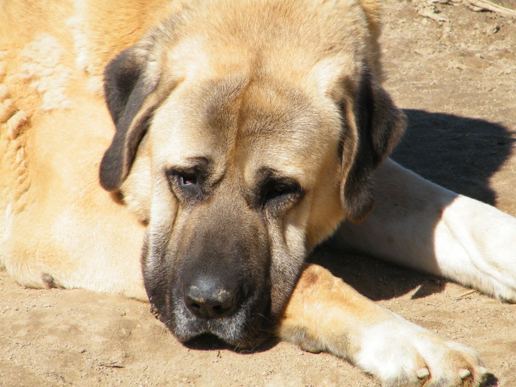 Publication : du Bonnie Blue Flag