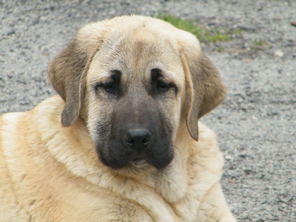 Publication : du Bonnie Blue Flag