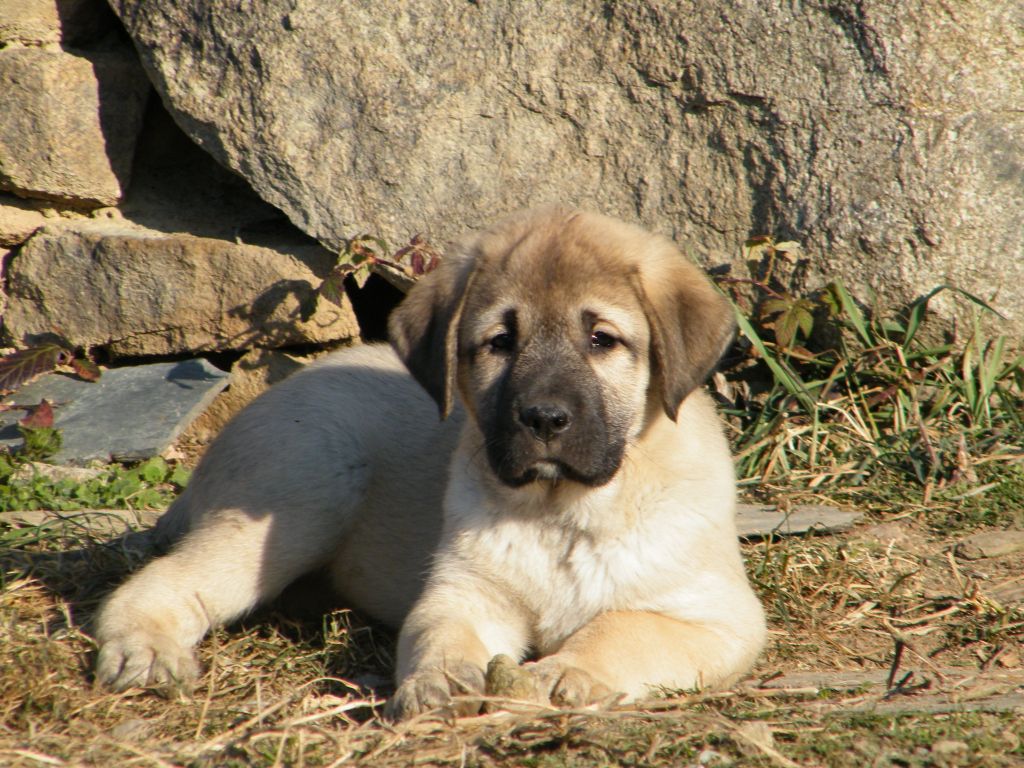 Publication : du Bonnie Blue Flag