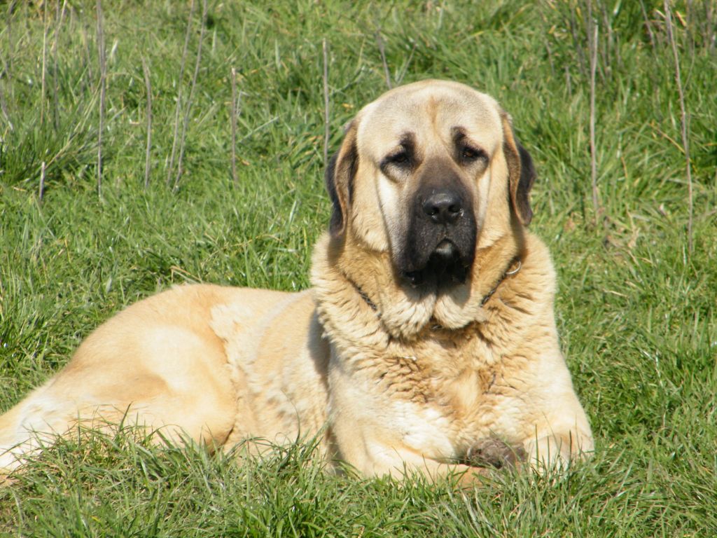 Publication : du Bonnie Blue Flag