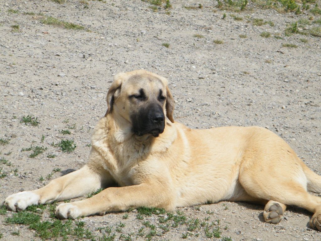 Publication : du Bonnie Blue Flag