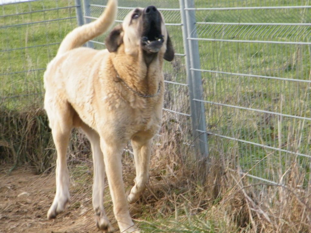 Publication : du Bonnie Blue Flag