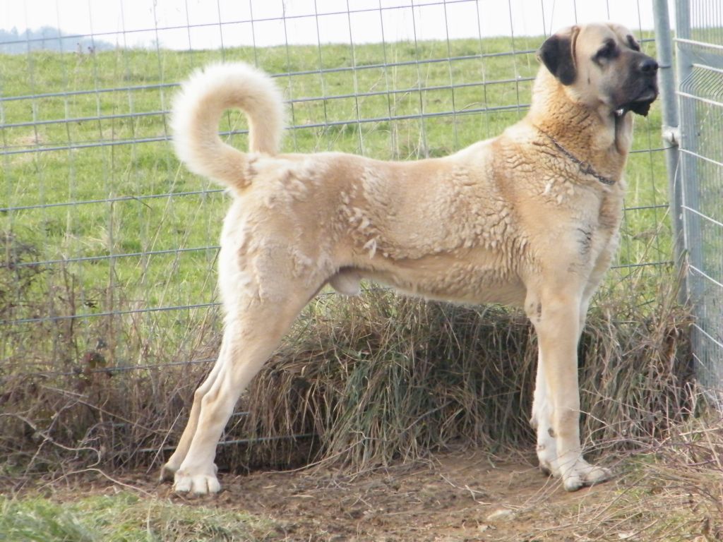 Publication : du Bonnie Blue Flag