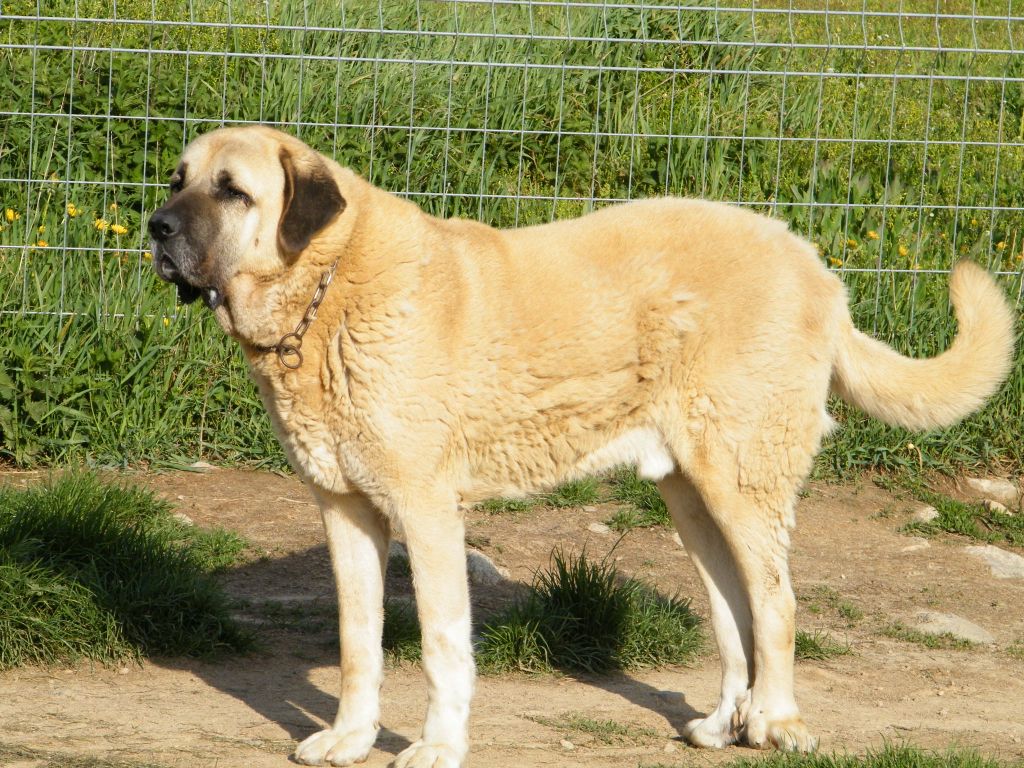 Publication : du Bonnie Blue Flag