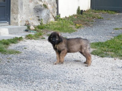 Les chiots de Leonberger