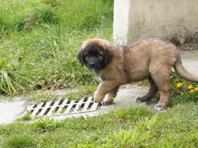 Les chiots de Leonberger