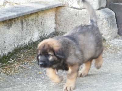 Les chiots de Leonberger
