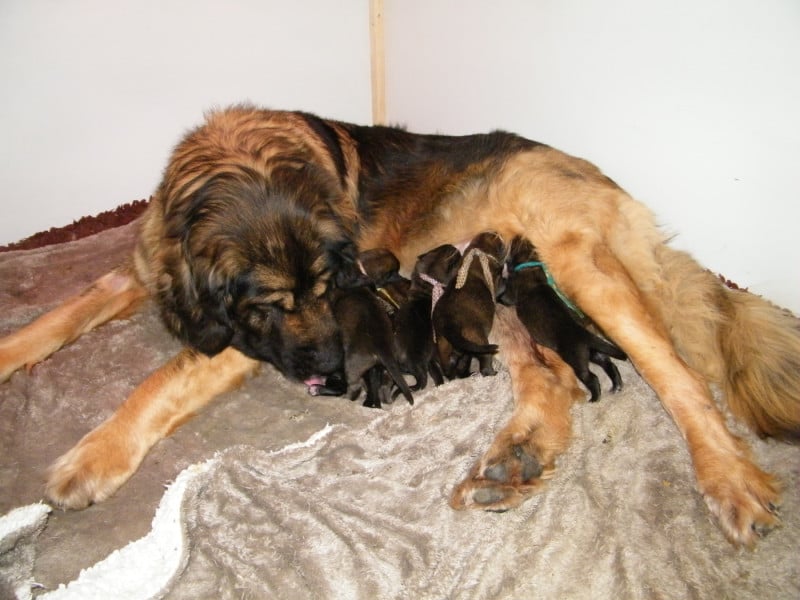 Leonberger - du Bonnie Blue Flag