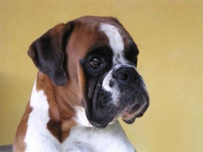 Publication : du Clos de L'Escaladieu