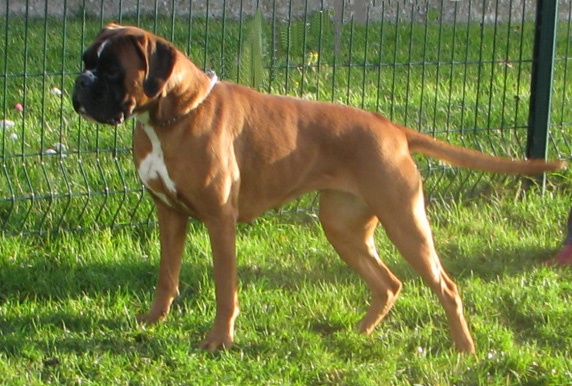 Canelle de la villa patience - CACS RCACIB