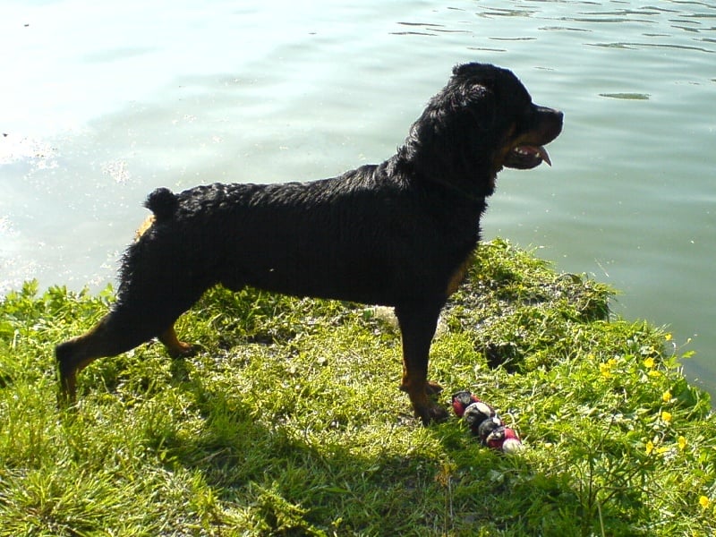 Veloce des gardiens du jardin du lac