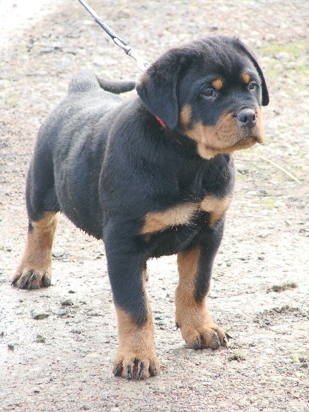 Accueil Chiot Rottweiler Elevage Du Porteur Des Reaux Rottweiler Kennel
