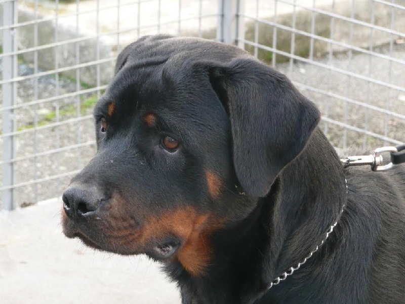 Djazz du Porteur des Reaux - ***1 ER EXCELLENT MEILLEURE JEUNE***