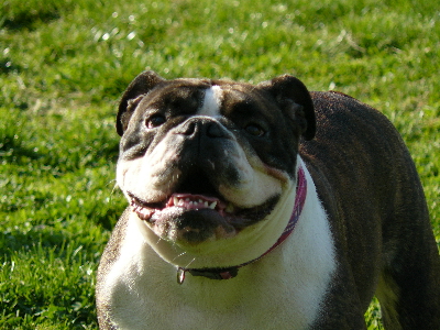 Publication : du Berceau des Anges de Luciela Auteur : Ladauge Lucie