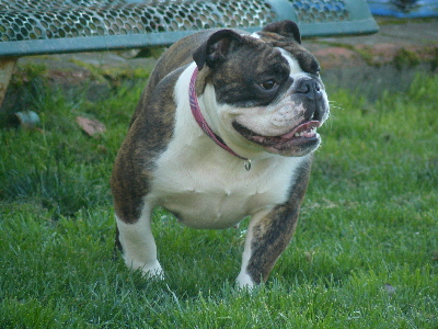 Publication : du Berceau des Anges de Luciela Auteur : Ladauge Lucie