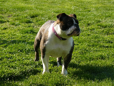 Publication : du Berceau des Anges de Luciela Auteur : Ladauge Lucie