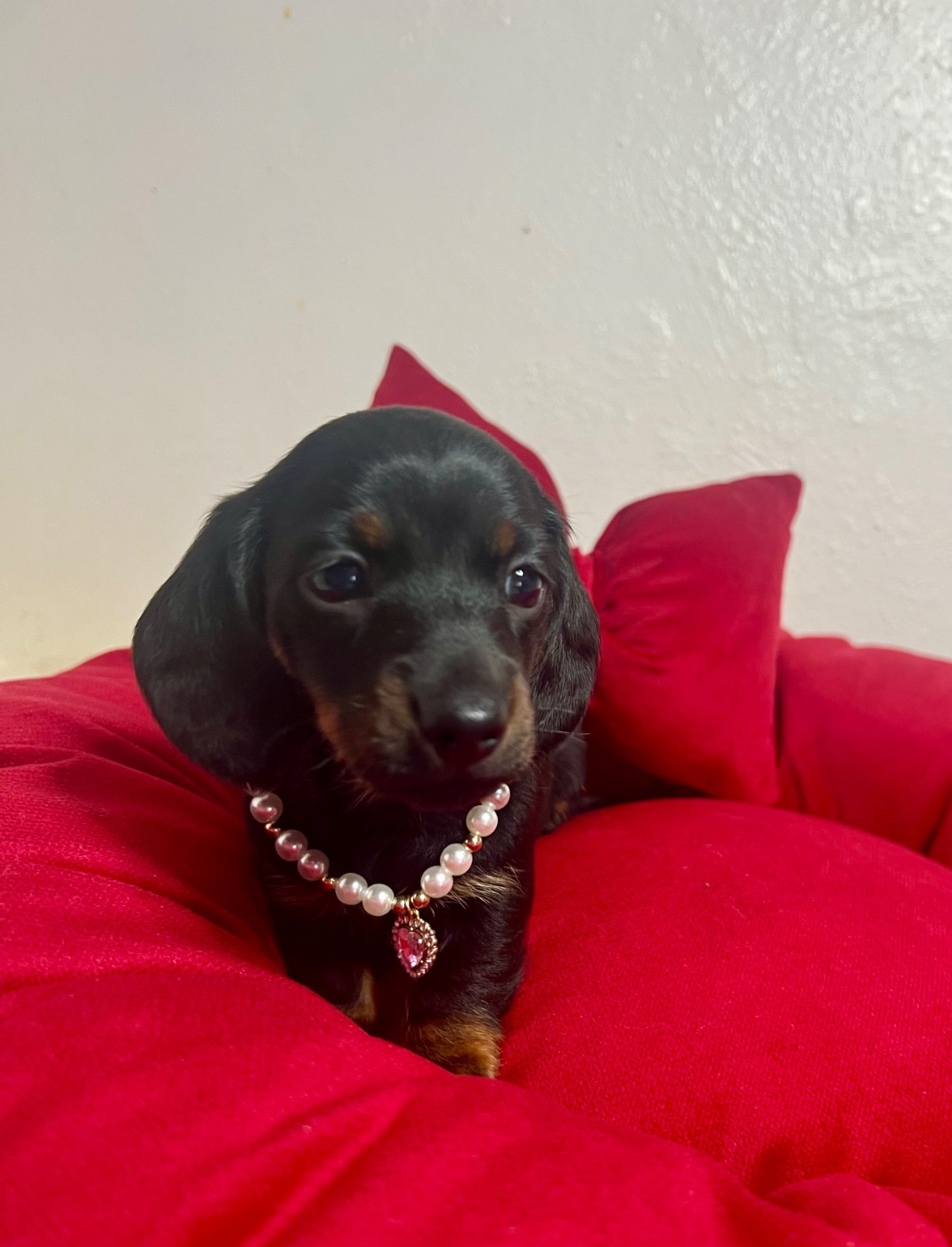 Teckel poil ras - de la Cité du Guerrier