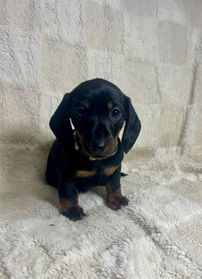 Les chiots de Teckel poil ras