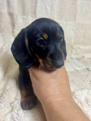 Les chiots de Teckel poil ras