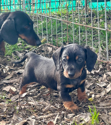 Les chiots de Teckel poil ras